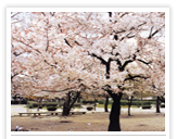 桜の名所 百済神社 風権写真 